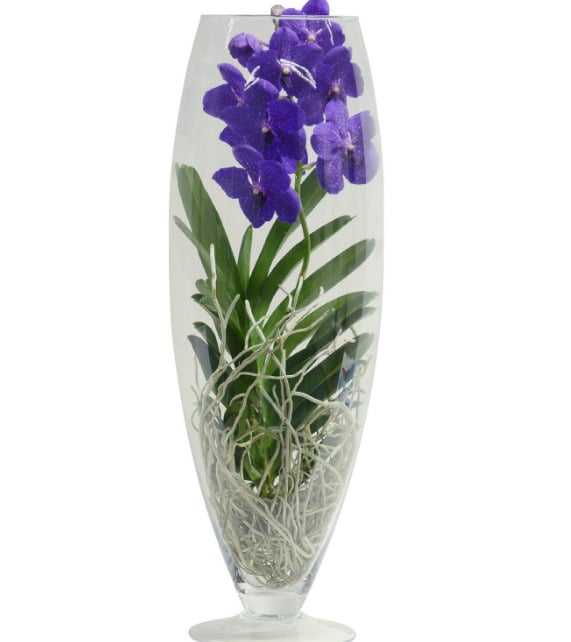 Orchidej Vanda ve skleněné váze