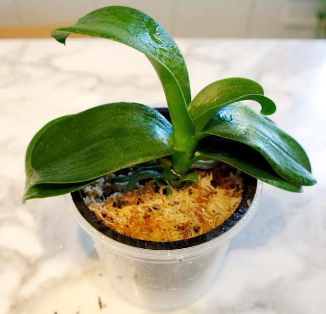 mladá rostlina orchideje