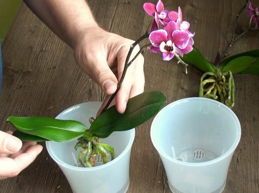 znovu zasadit kvetoucí orchidej