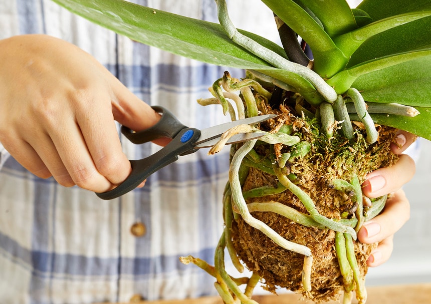čištění kořenového systému orchideje