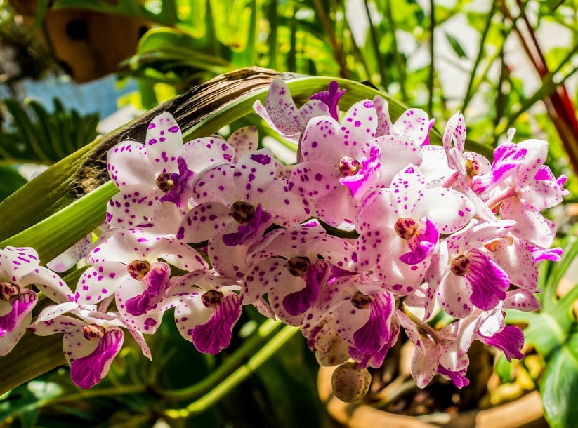 kvetoucí orchidej