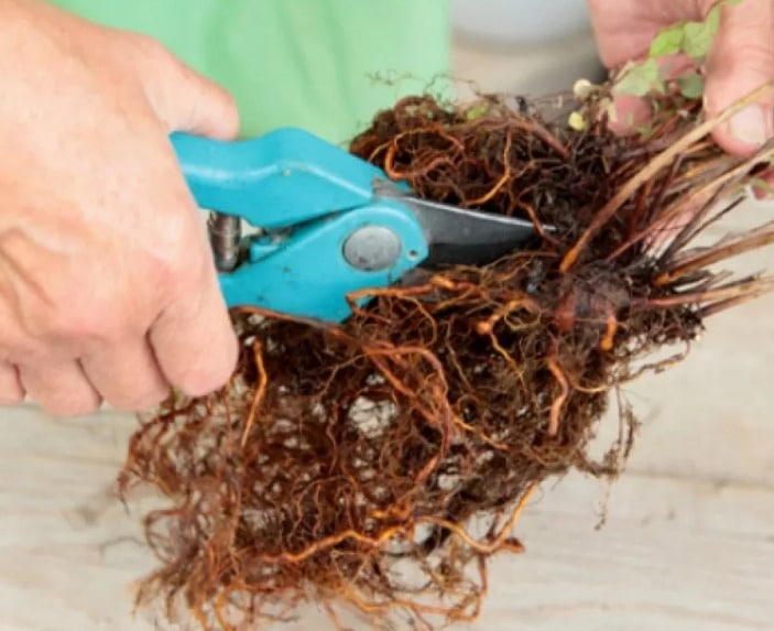 root