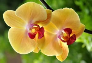 phalaenopsis