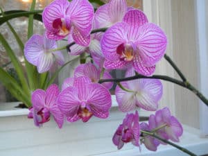 phalaenopsis