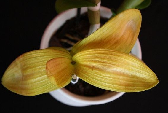 Listy orchideje dendrobium zežloutnou: proč se to děje a jak zjistit příčinu