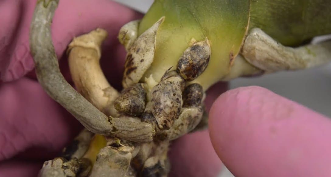 fusarium na orchidejích
