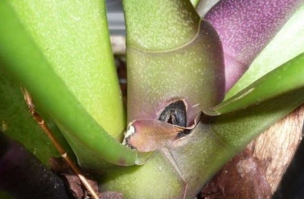 Fusarium plíseň na orchidejích
